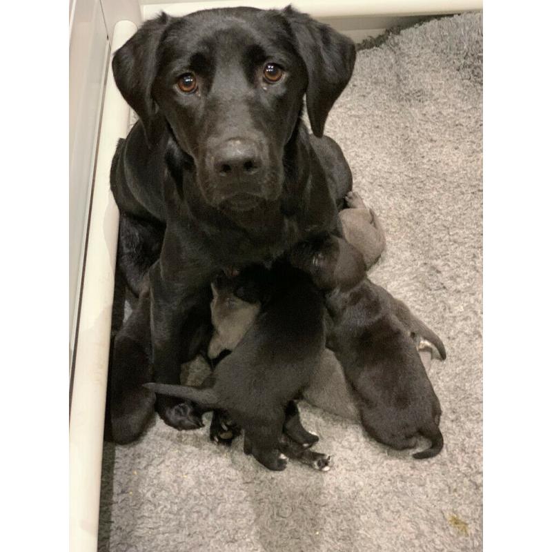 ***All sold***Very rare silver, charcoal, brindle and black labrador cross puppies