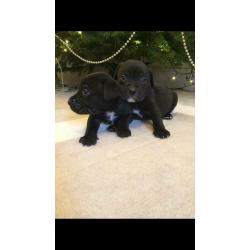 ***All sold***Very rare silver, charcoal, brindle and black labrador cross puppies