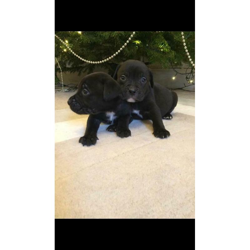 ***All sold***Very rare silver, charcoal, brindle and black labrador cross puppies