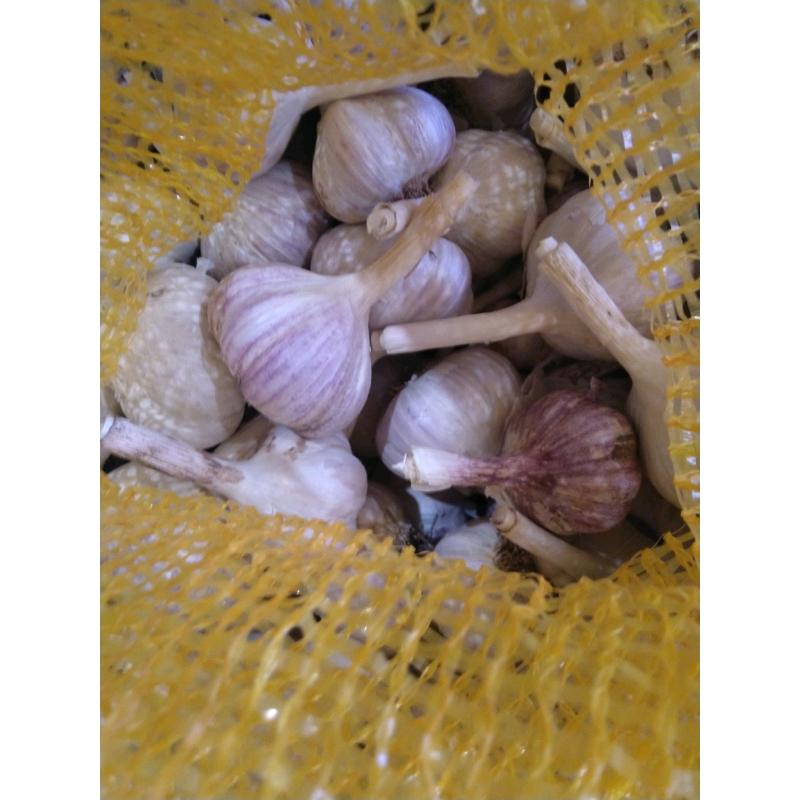 Organic home grown garlic
