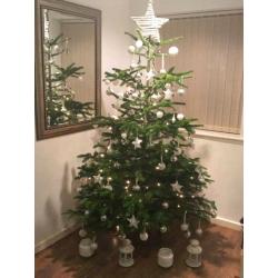 Real Tree Nordmann Blue Non Drop Christmas Trees & Log Stands