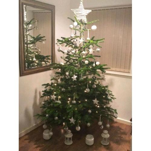 Real Tree Nordmann Blue Non Drop Christmas Trees & Log Stands
