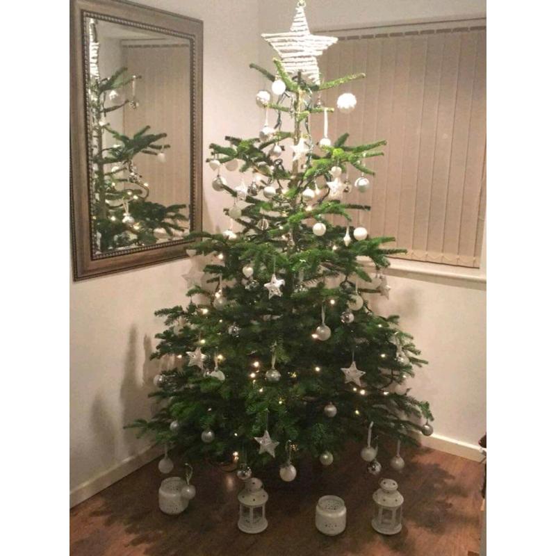 Real Tree Nordmann Blue Non Drop Christmas Trees & Log Stands