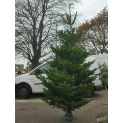 Real Tree Nordmann Blue Non Drop Christmas Trees & Log Stands