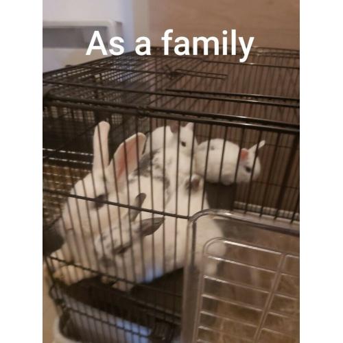 Unique rabbits and beatiful bunnies