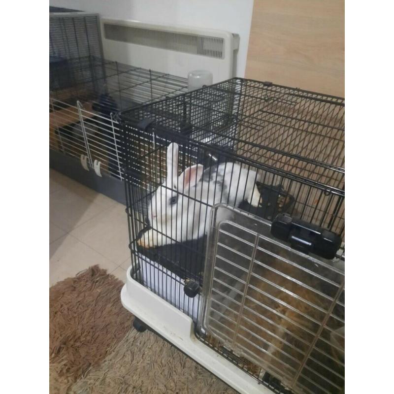 Unique rabbits and beatiful bunnies