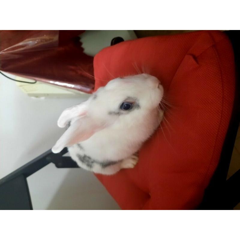 Unique rabbits and beatiful bunnies