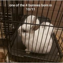 Unique rabbits and beatiful bunnies