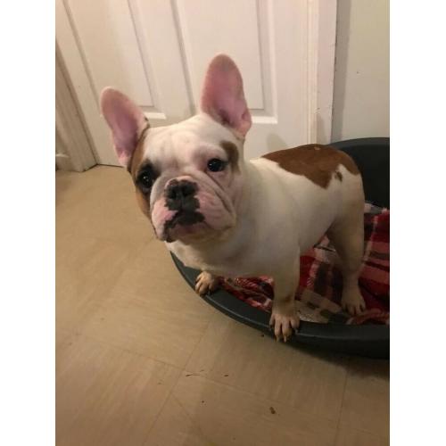 French bulldog female