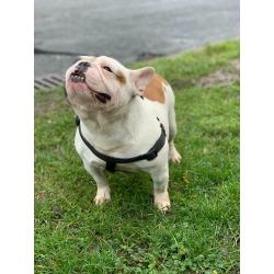 French bulldog female