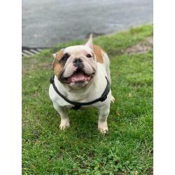 French bulldog female
