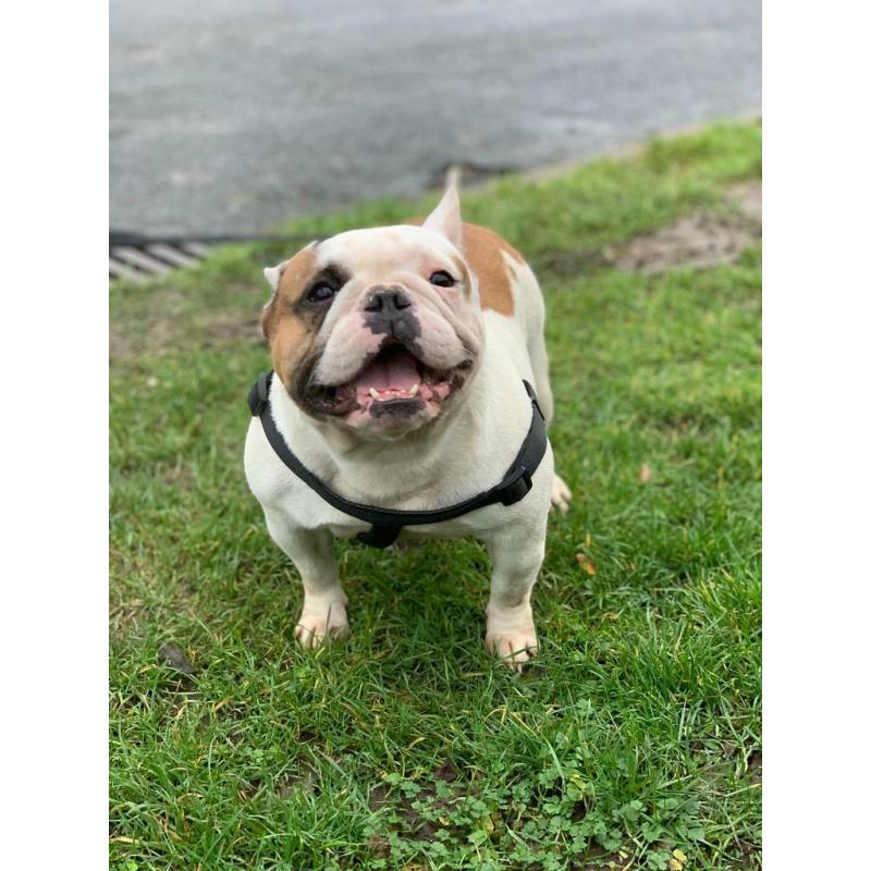 French bulldog female