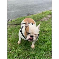 French bulldog female