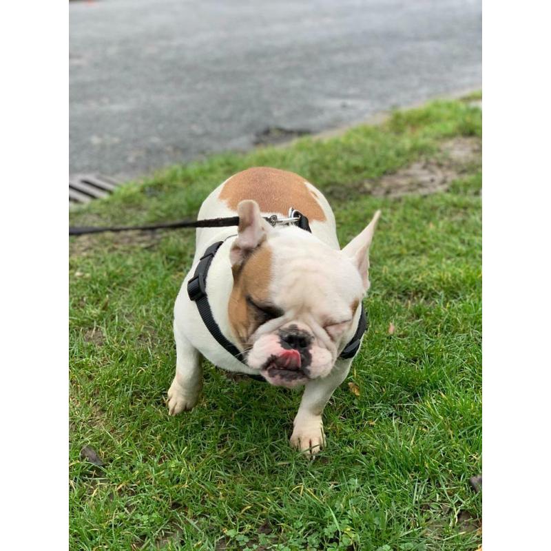 French bulldog female