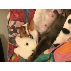 Mintier jack Russell for sale