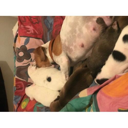 Mintier jack Russell for sale
