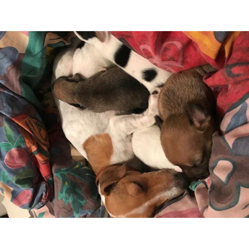 Mintier jack Russell for sale
