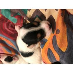 Mintier jack Russell for sale