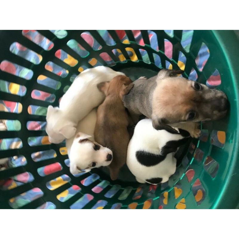 Mintier jack Russell for sale