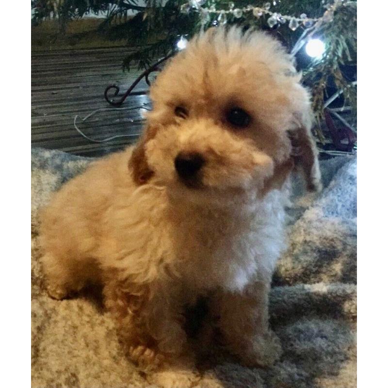 Cavapoo puppies