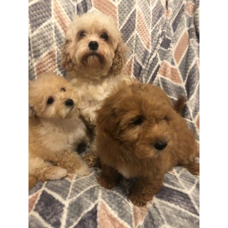 Cavapoo puppies
