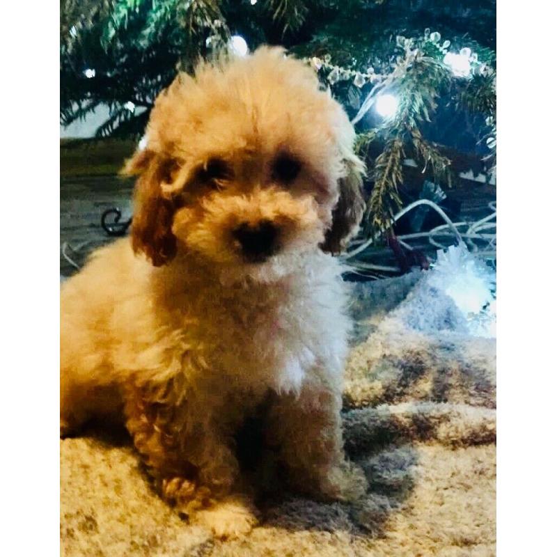 Cavapoo puppies