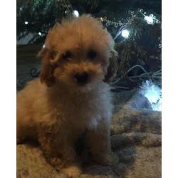 Cavapoo puppies