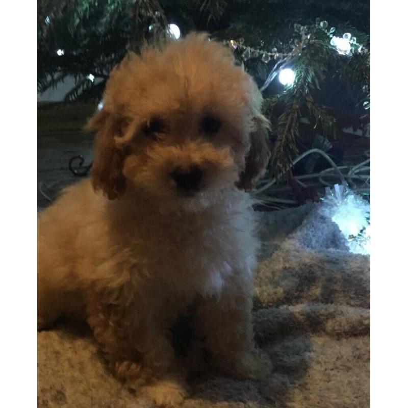Cavapoo puppies