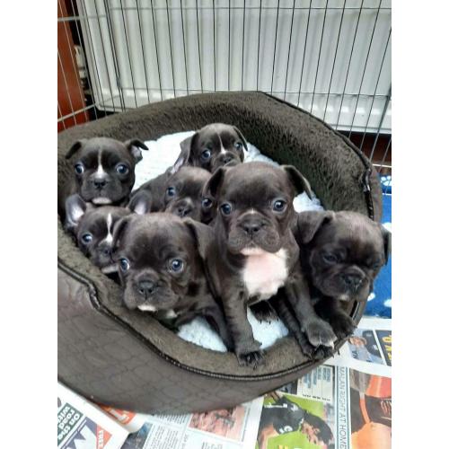 Stunning Blue french bulldog puppies
