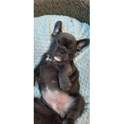 Stunning Blue french bulldog puppies