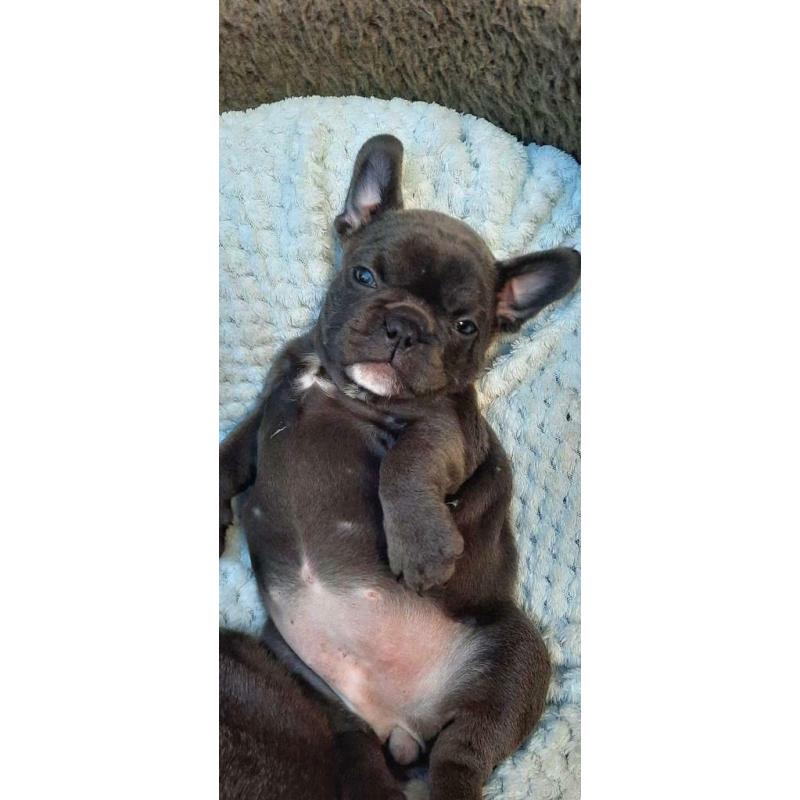 Stunning Blue french bulldog puppies