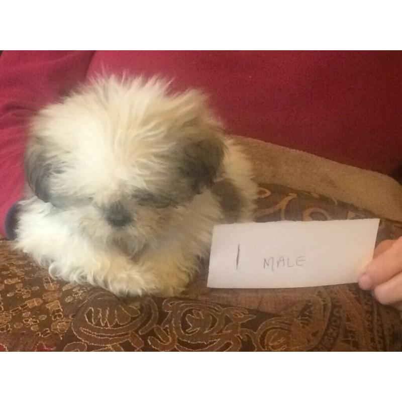 Shih Tzu puppies, lovely litter