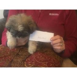 Shih Tzu puppies, lovely litter