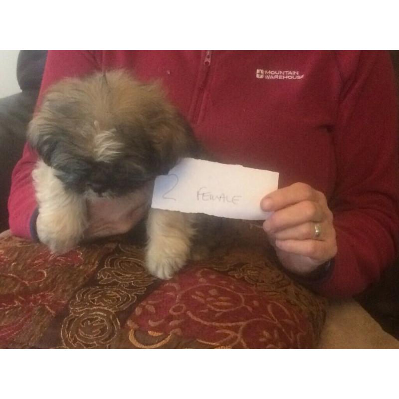 Shih Tzu puppies, lovely litter