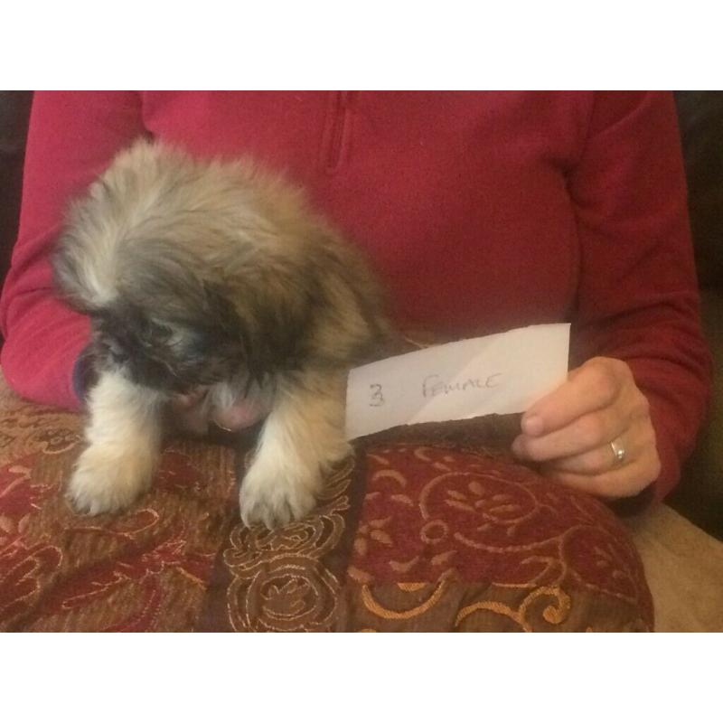 Shih Tzu puppies, lovely litter