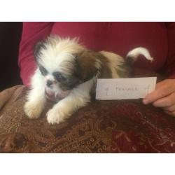 Shih Tzu puppies, lovely litter