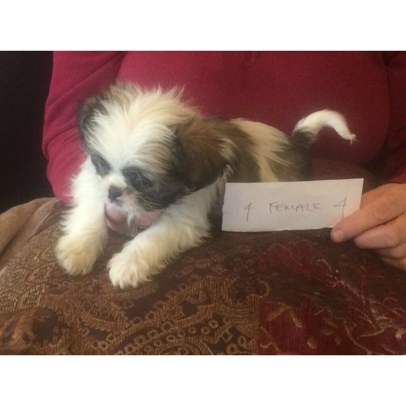 Shih Tzu puppies, lovely litter
