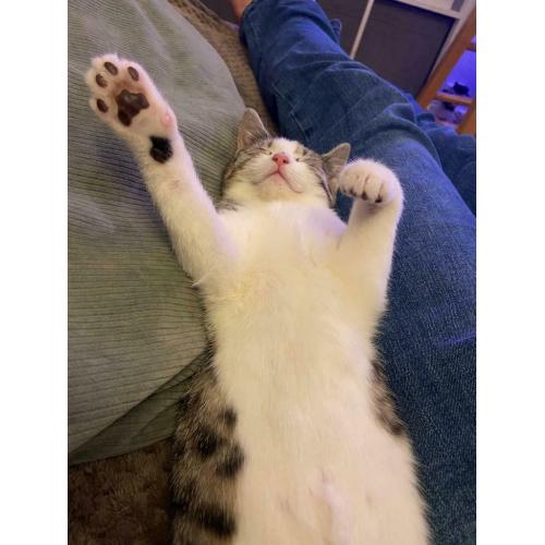 Adorable half Bengal kitten ?400 (now reserved)