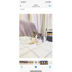Adorable half Bengal kitten ?400 (now reserved)
