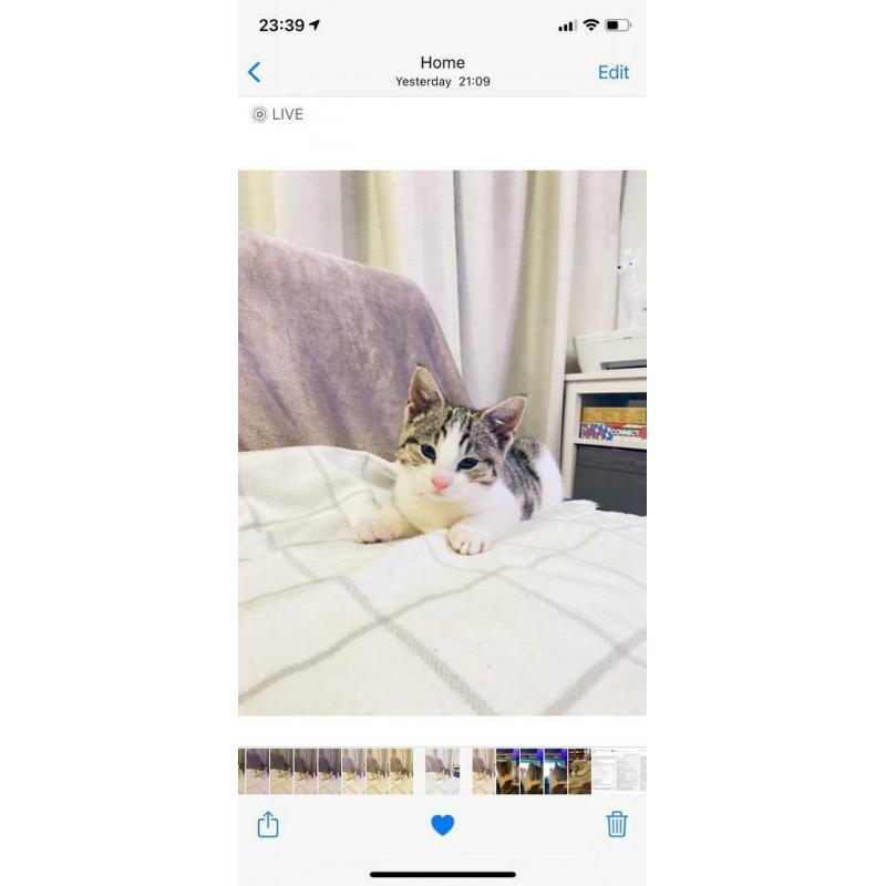 Adorable half Bengal kitten ?400 (now reserved)