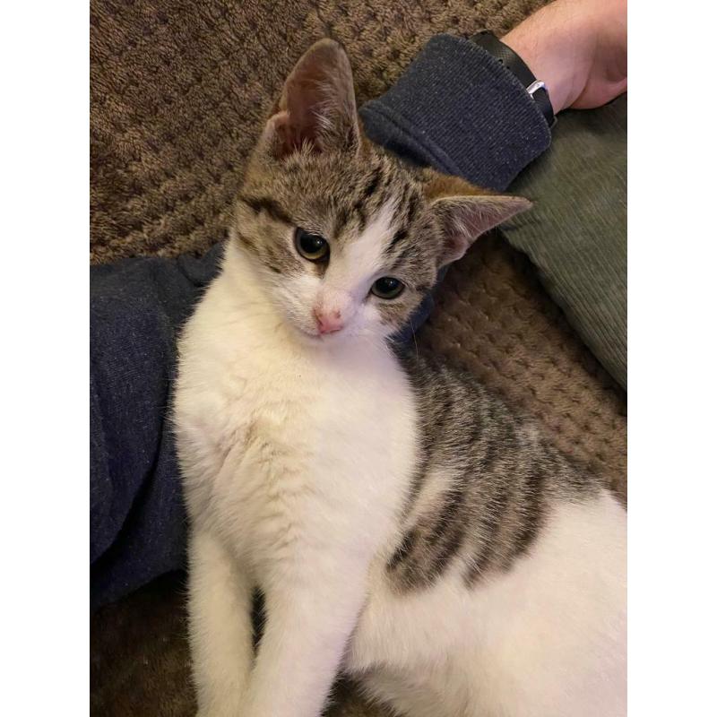 Adorable half Bengal kitten ?400 (now reserved)