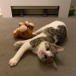 Adorable half Bengal kitten ?400 (now reserved)