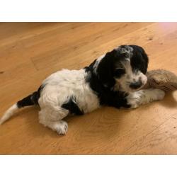 Beautiful Girl Cockapoo Pup For Sale