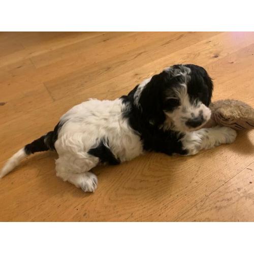 Beautiful Girl Cockapoo Pup For Sale
