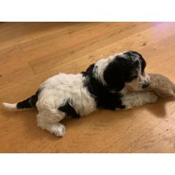 Beautiful Girl Cockapoo Pup For Sale