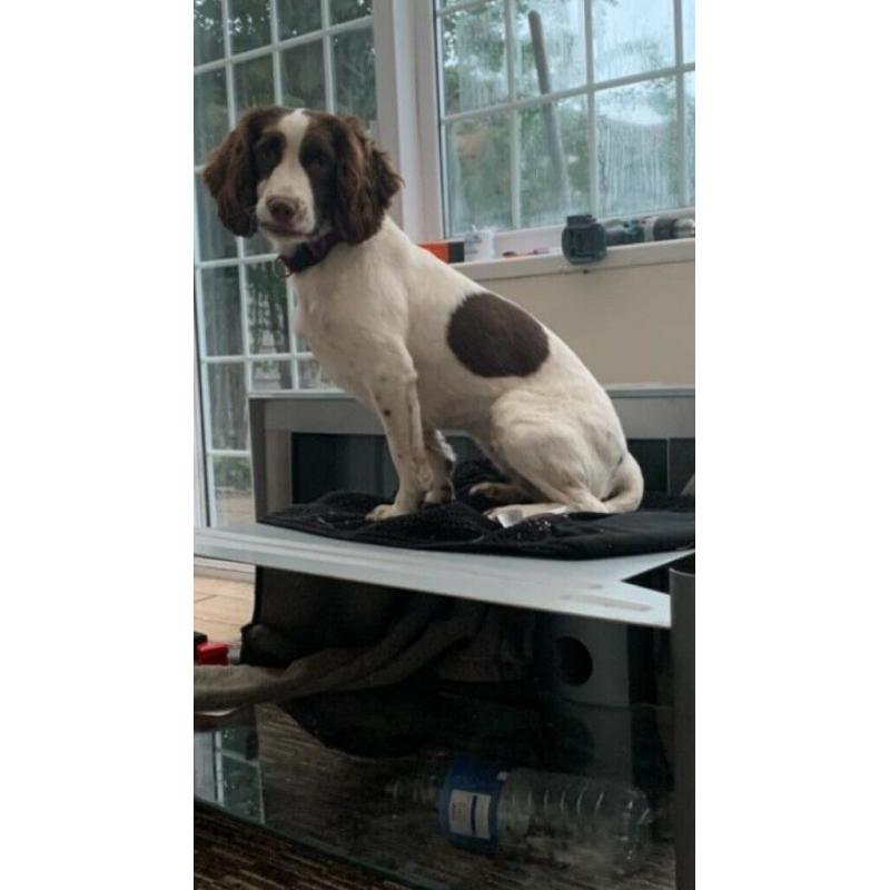 Beautiful Girl Cockapoo Pup For Sale