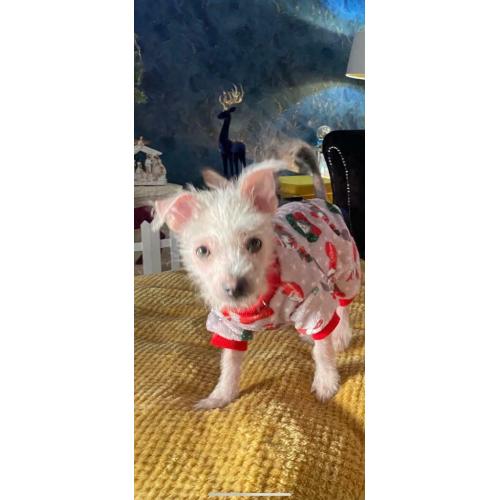 Chinese crested x