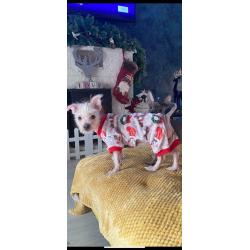 Chinese crested x
