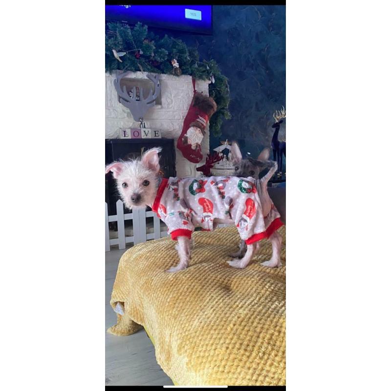 Chinese crested x