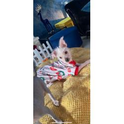 Chinese crested x